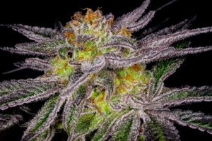 Purple Urkle