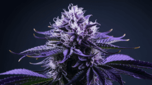 The History of Purple Urkle: Origins and Cultural Impact