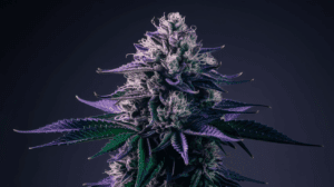 The History of Purple Urkle: Origins and Cultural Impact