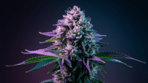 Purp­le Urkle and Crea­tivi­ty: Why Arti­sts Love This Stra­in