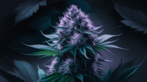 Cook­ing with Purp­le Urkle: Edib­le Reci­pes and Dosi­ng Guide
