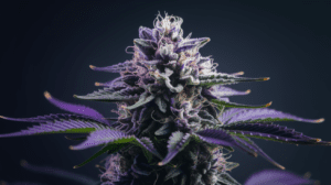 Purp­le Urkle Side Effe­cts: What You Shou­ld Know