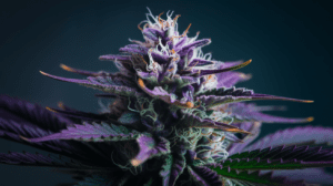 Best Time to Harv­est Purp­le Urkle: Signs of Peak Pote­ncy
