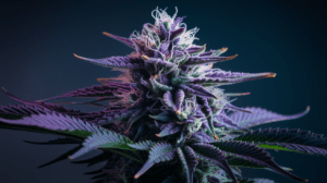 Purple Urkle and Creativity: Why Artists Love This Strain