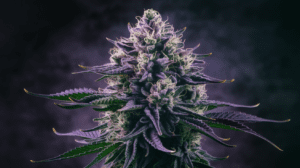 Growing Purple Urkle in Cold Climates: Tips for Success