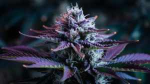 Pairing Purple Urkle with Food and Beverages