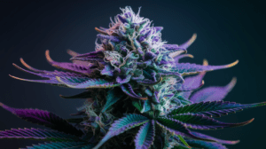 Growing Purple Urkle in Cold Climates: Tips for Success