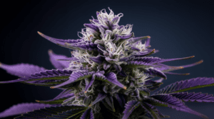 Purple Urkle Terpene Profile: Understanding the Aromatics