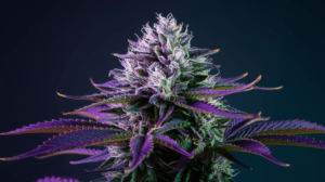 Medical Benefits of Purple Urkle: Research and Patient Experiences
