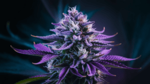 Purple Urkle Genetics: Parent Strains and Lineage History