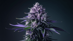 Purple Urkle Terpene Profile: Understanding the Aromatics