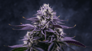 The History of Purple Urkle: Origins and Cultural Impact